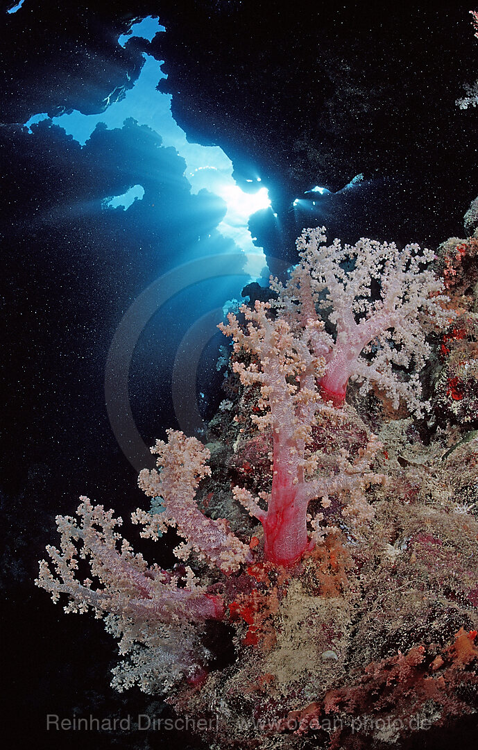 underwater grotto and soft corals
