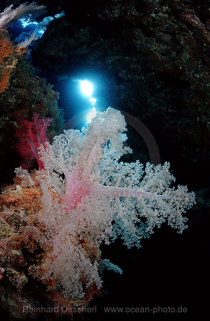 Unterwassergrotte und Weichkorallen, Zabargad, Zabarghad, Rotes Meer, gypten, Aegypten