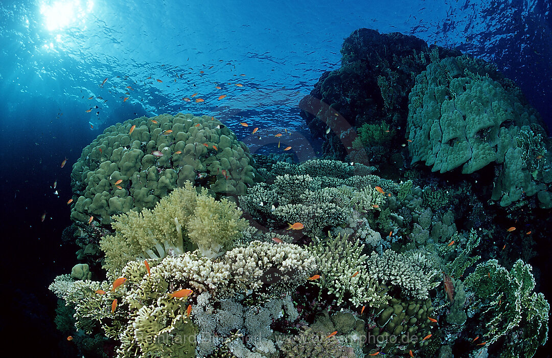 Hard coral reef