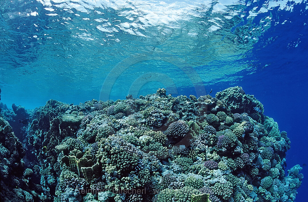 Hard coral reef, reef top