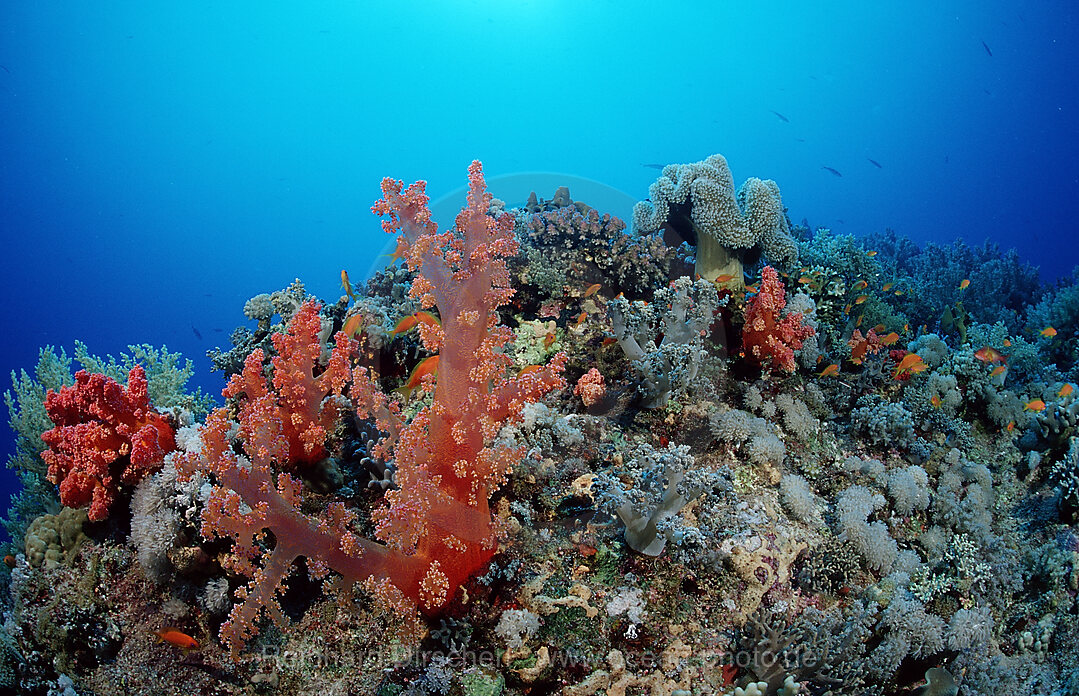 Coral reef
