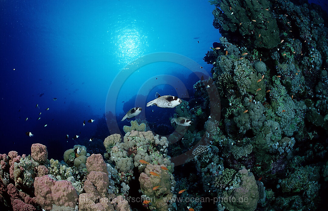 Mask puffer and coral reef