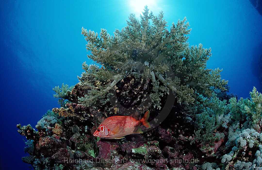 Longjawed squirrelfish and soft coral