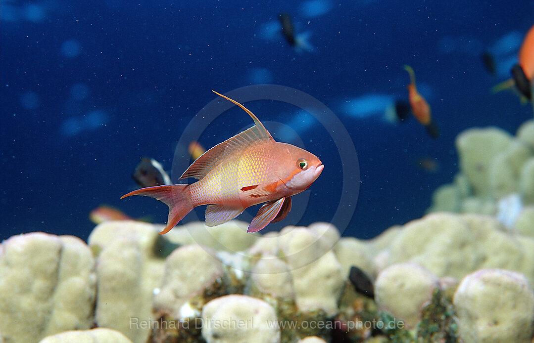 Harem Flag Basslet