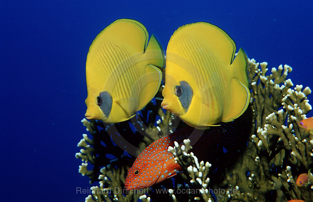 Masked Butterflyfish, Coral grouper