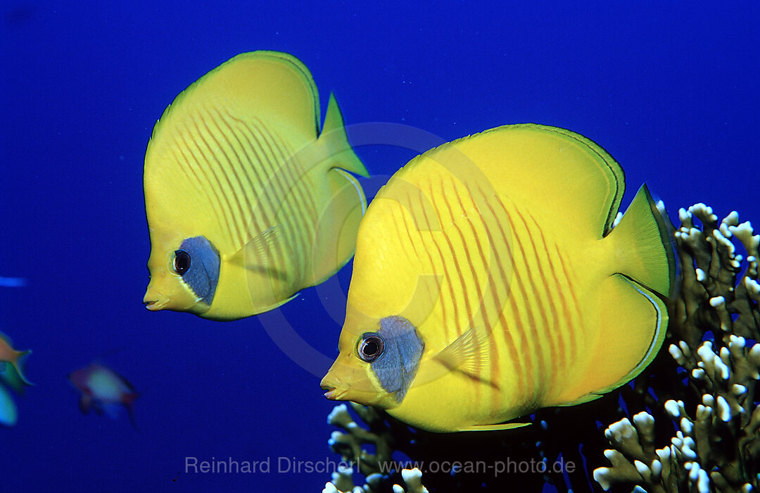 Two Masked Butterflyfishes