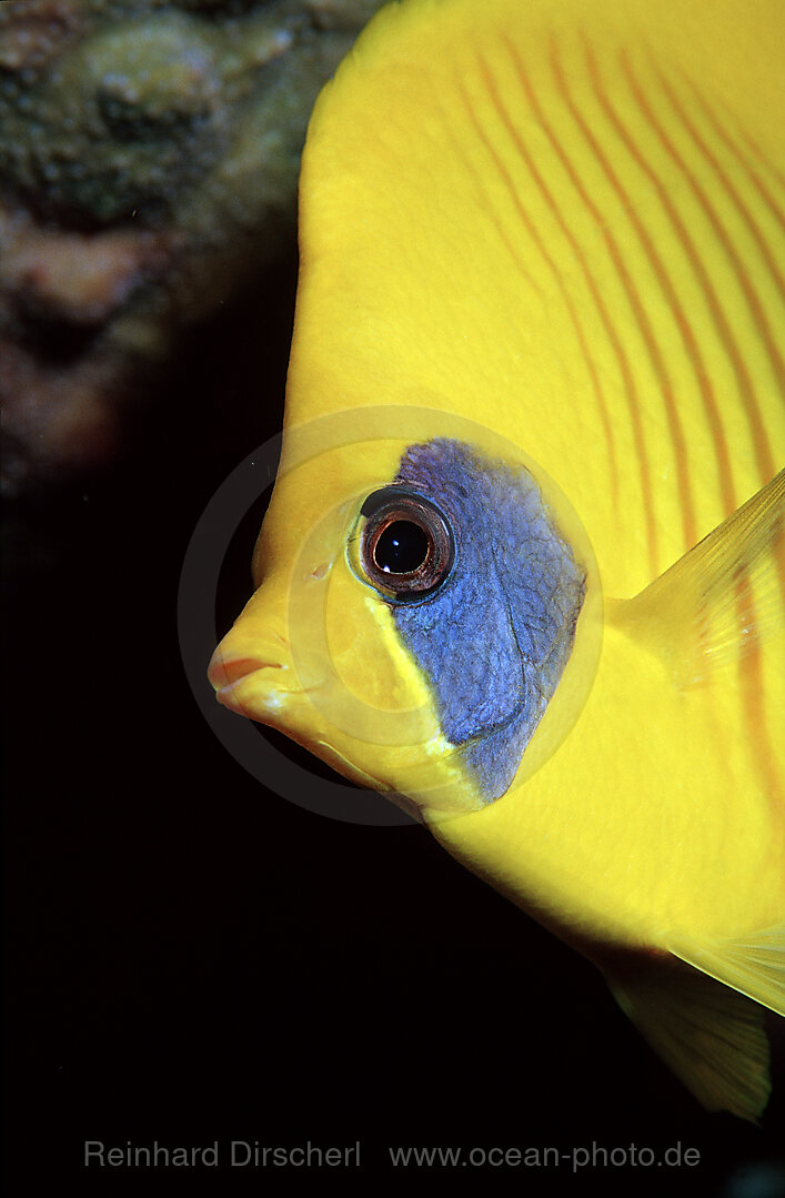 Masked Butterflyfish