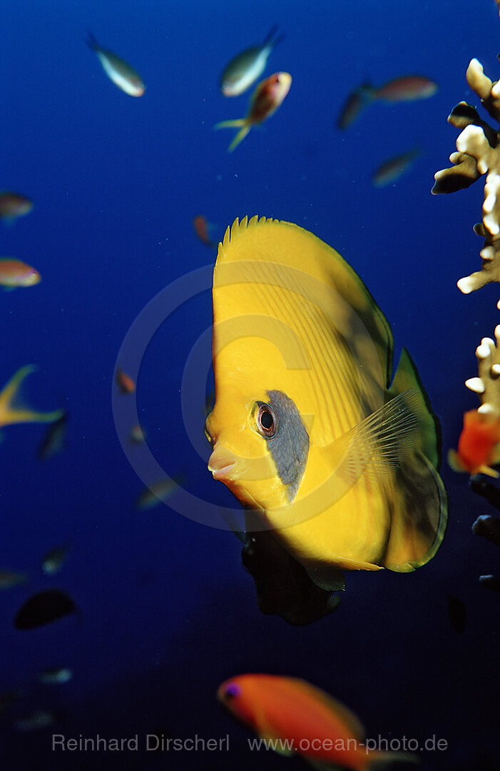 Masked Butterflyfish