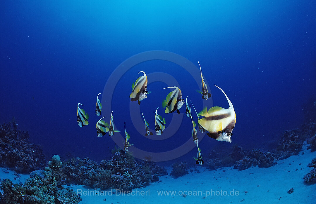 Schooling Red Sea Bannerfishes