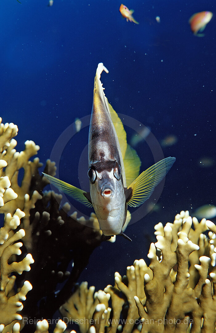 Red Sea Bannerfish