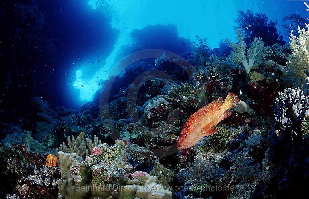 Coral grouper