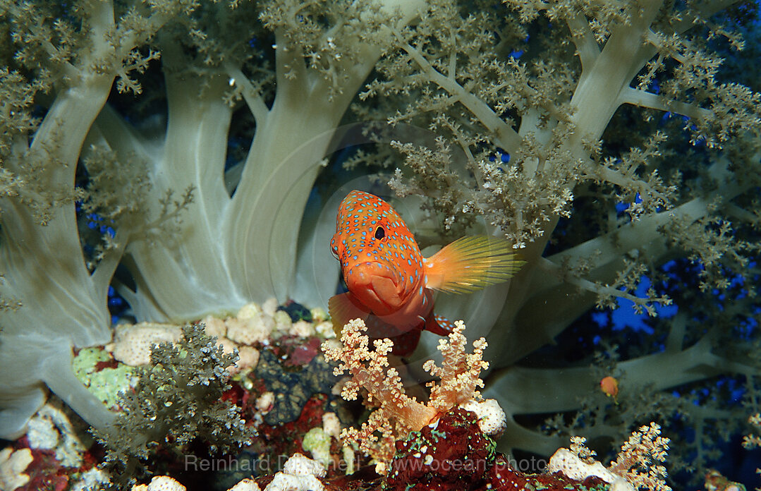 Coral grouper