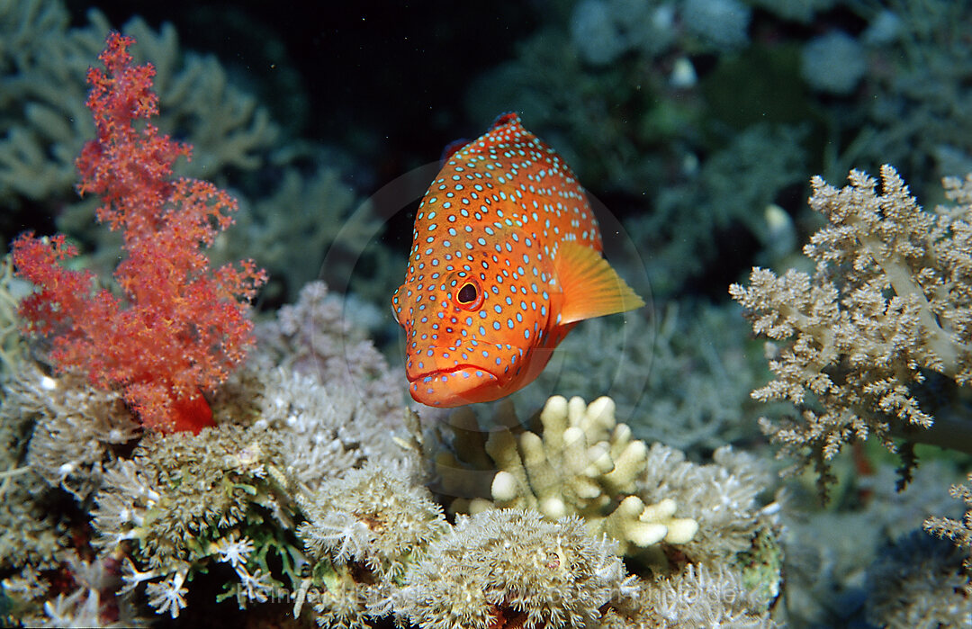 Coral grouper