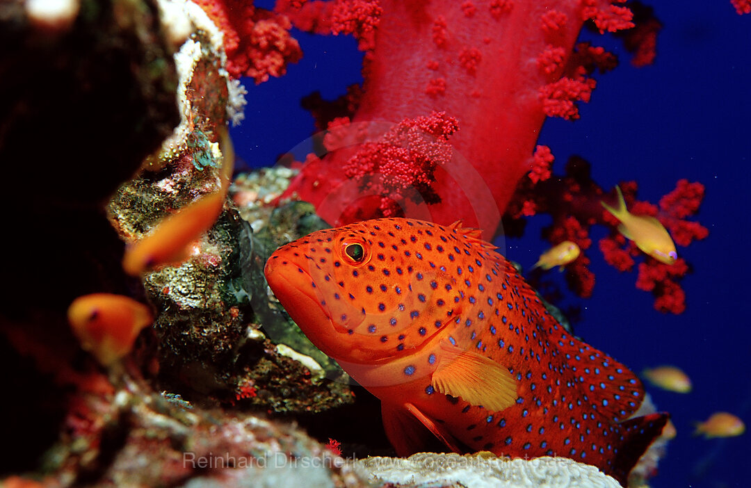 Coral grouper