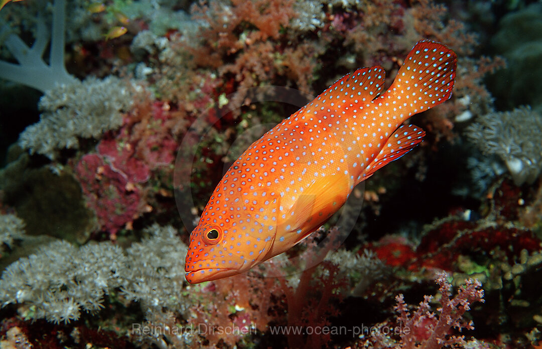 Coral grouper