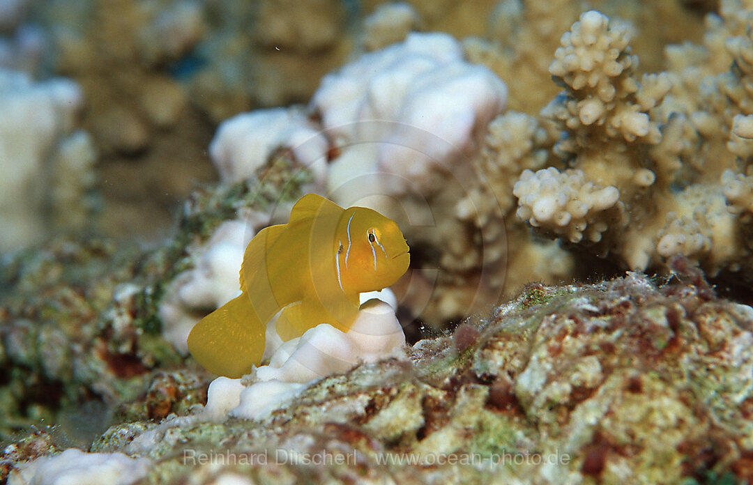Citron goby