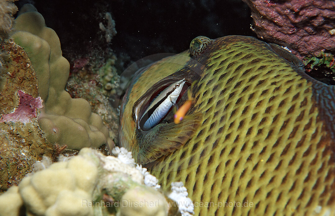 Gruener Riesendrueckerfisch und Putzerfisch