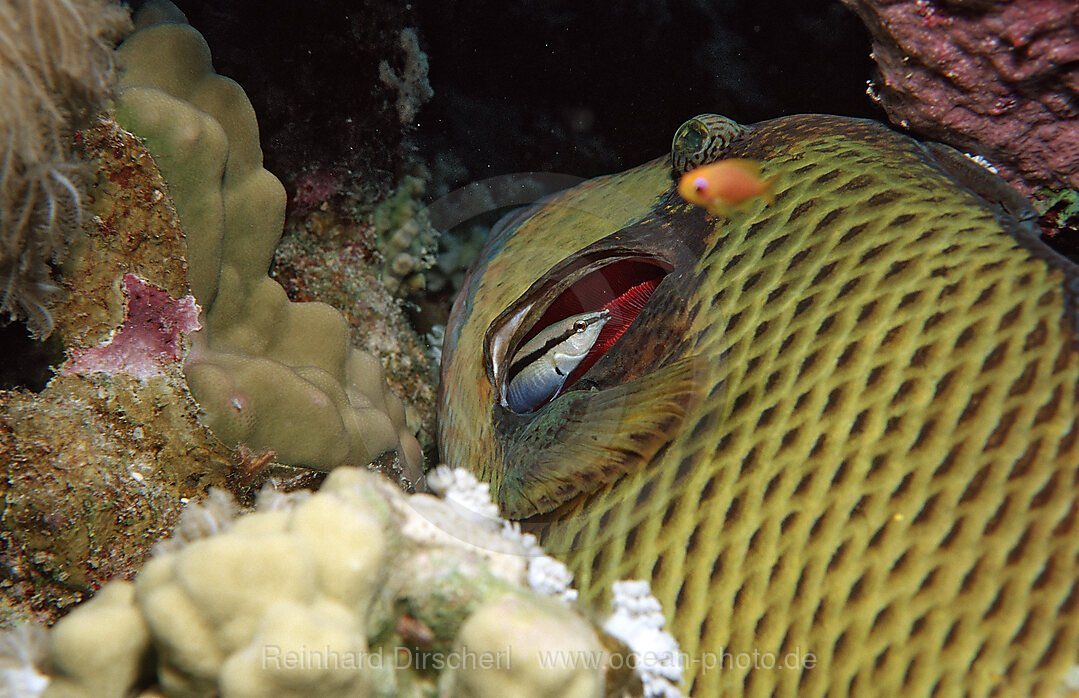 Gruener Riesendrueckerfisch und Putzerfisch, Balistoides viridescens, Labroides dimidiatus, Shaab Shouna, Rotes Meer, gypten, Aegypten