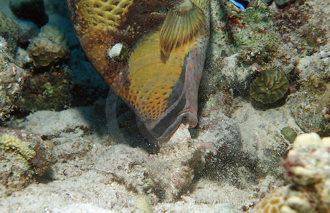 Moustache trifferfish eating shell