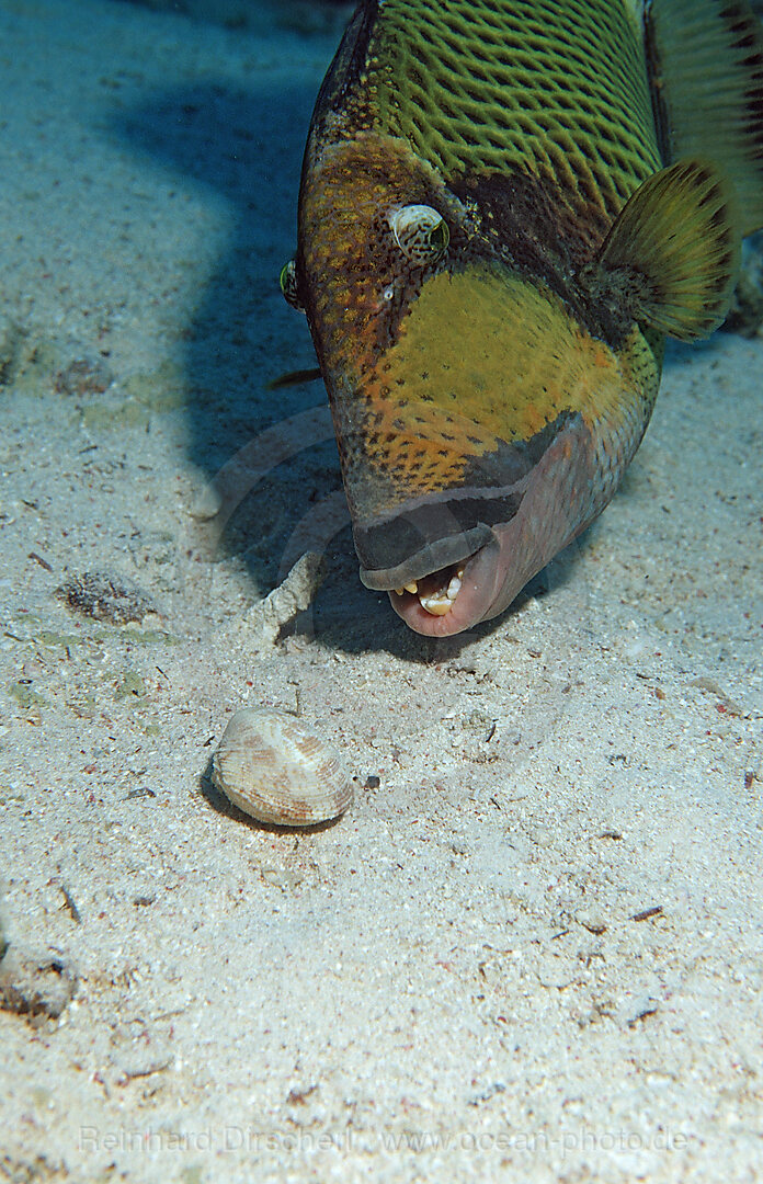 Gruener Riesendrueckerfisch frisst Muschel