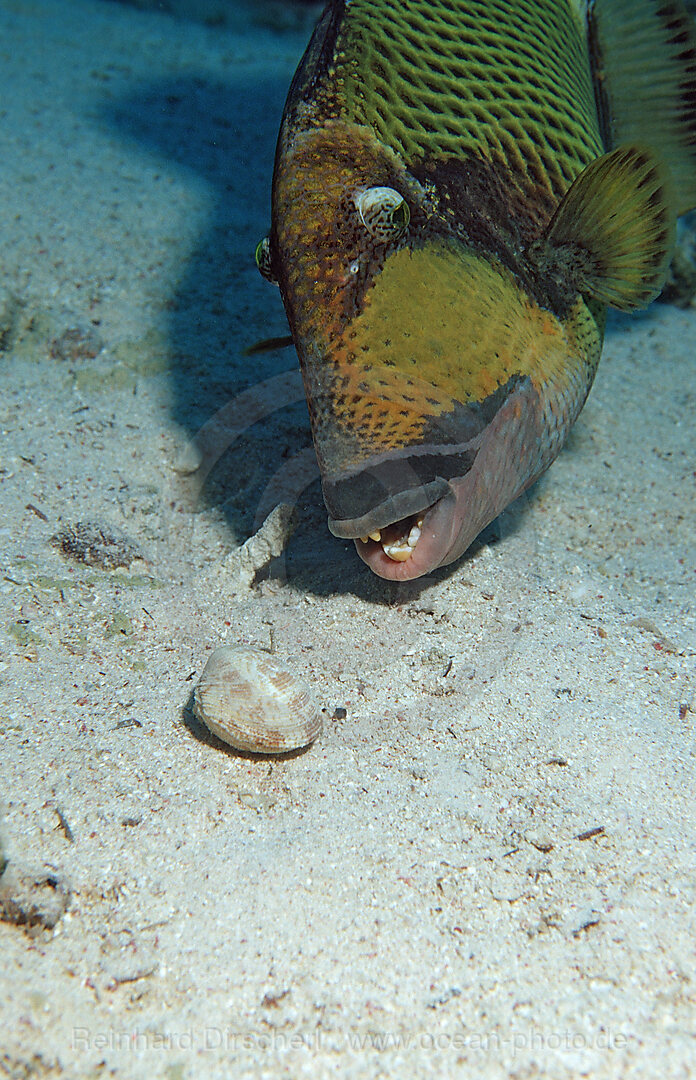 Gruener Riesendrueckerfisch frisst Muschel, Balistoides viridescens, Shaab Shouna, Rotes Meer, gypten, Aegypten