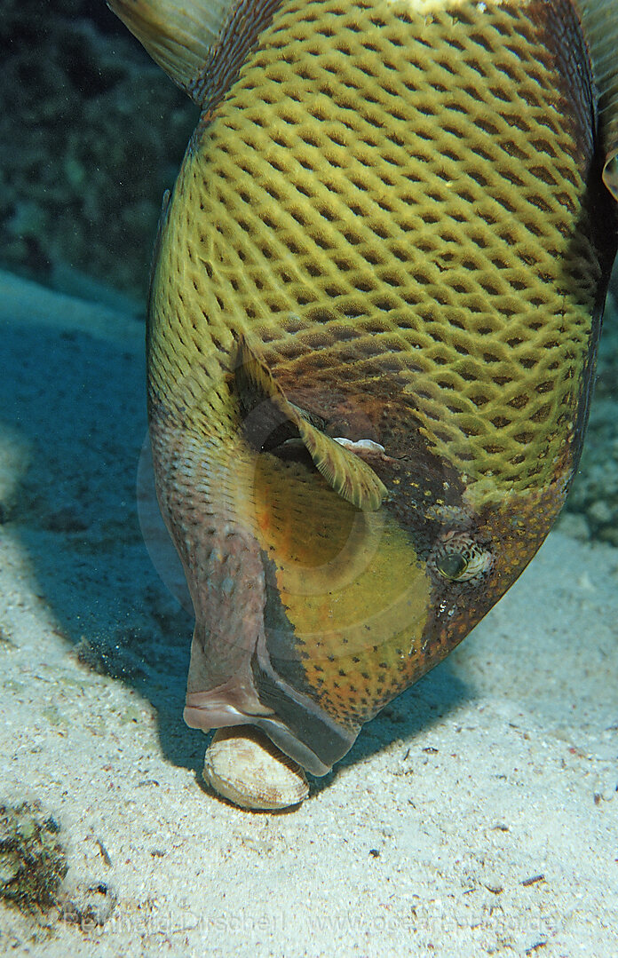 Gruener Riesendrueckerfisch frisst Muschel, Balistoides viridescens, Shaab Shouna, Rotes Meer, gypten, Aegypten