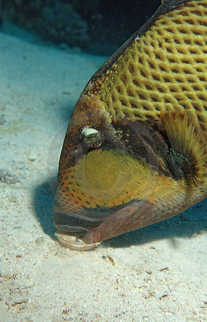 Moustache trifferfish eating shell