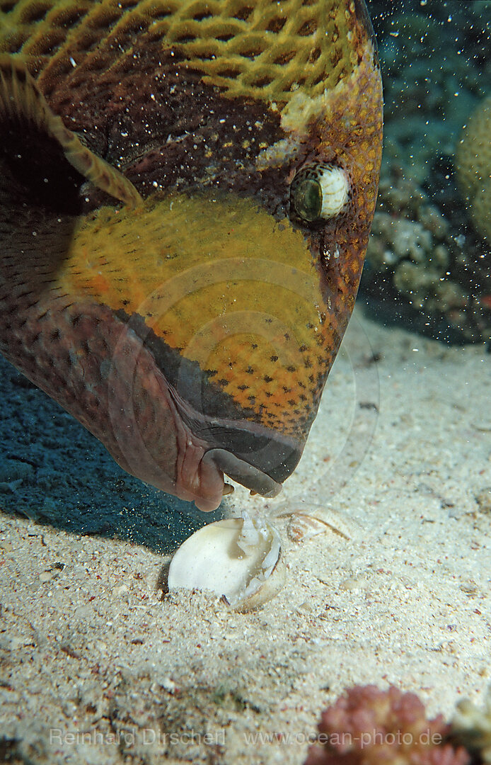 Moustache trifferfish eating shell