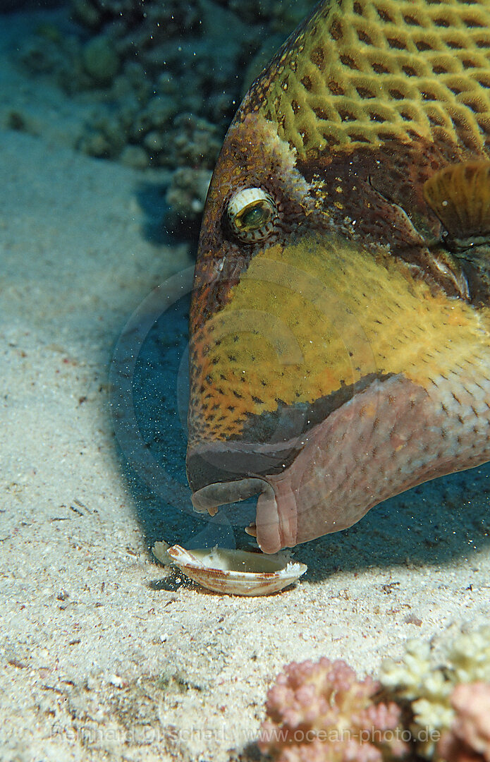 Gruener Riesendrueckerfisch frisst Muschel, Balistoides viridescens, Shaab Shouna, Rotes Meer, gypten, Aegypten