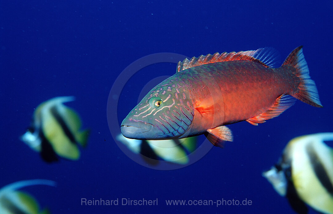 Wangenstreifen-Lippfisch, Oxycheilinus digrammus, Shaab Tamara, Rotes Meer, gypten, Aegypten