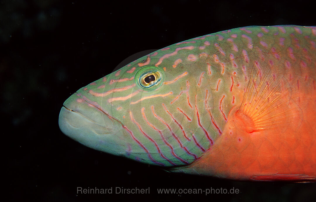 Wangenstreifen-Lippfisch