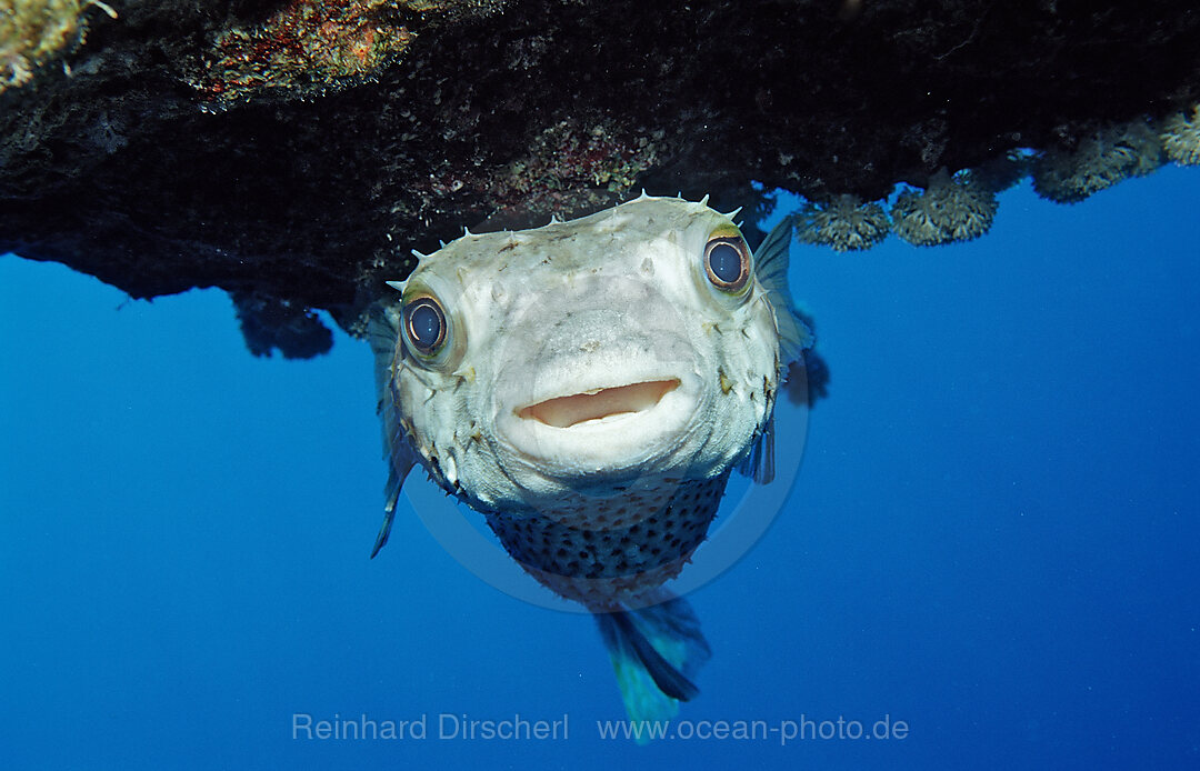 Gelbflecken-Igelfisch, Cyclichthys spilostylus, Abu Dahab, Rotes Meer, gypten, Aegypten