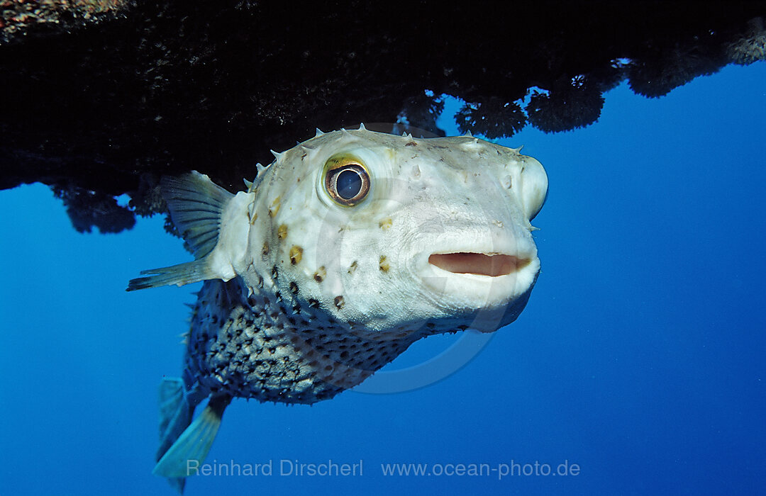 Gelbflecken-Igelfisch, Cyclichthys spilostylus, Abu Dahab, Rotes Meer, gypten, Aegypten