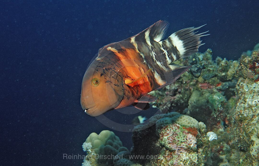 Rotbrustlippfisch
