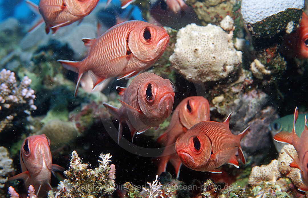 Schwarm Weisssaum-Soldatenfische