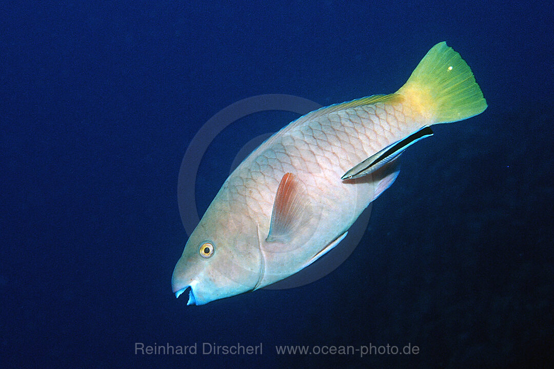 Rostpapageienfisch, Weibchen, und Putzerlippfisch, Scarus ferrugineus, Labroides dimidiatus, Rocky Island, Rotes Meer, gypten, Aegypten