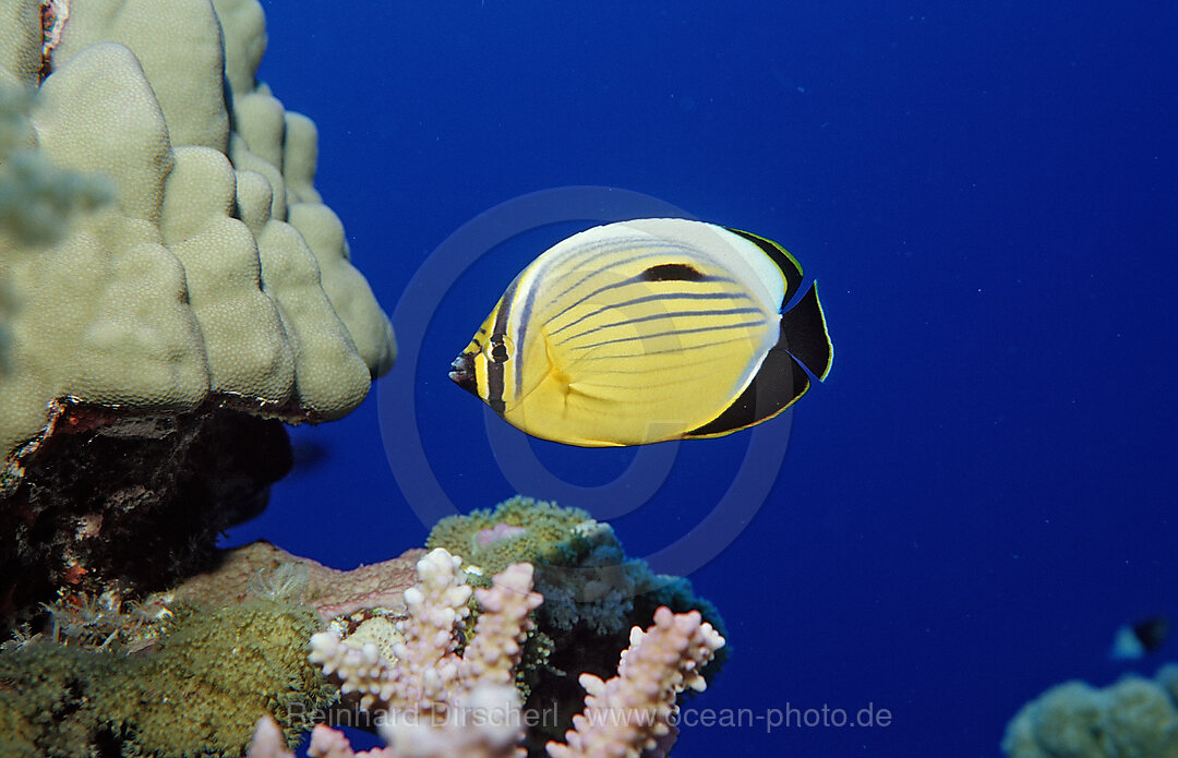 Polyp Butterflyfish, Chaetodon austriacus, Rocky Island, Red Sea, Egypt