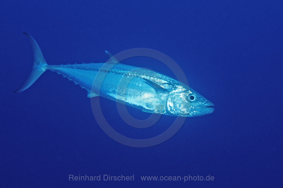 Einfarben-Thunfisch, Gymnosarda unicolor, Rocky Island, Rotes Meer, gypten, Aegypten