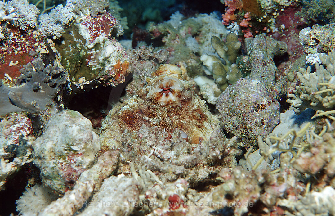 Getarnter Oktopus, Octopus macropus, Rocky Island, Rotes Meer, gypten, Aegypten