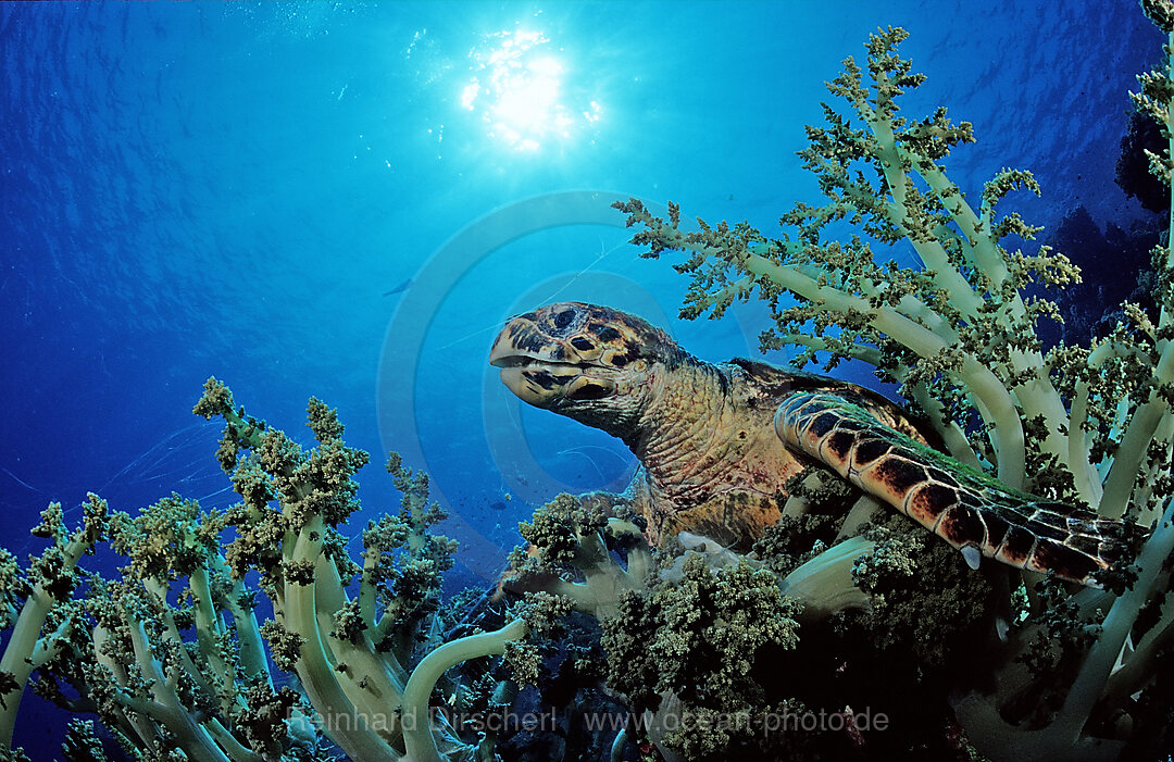 Hawksbill turtle eating soft corals