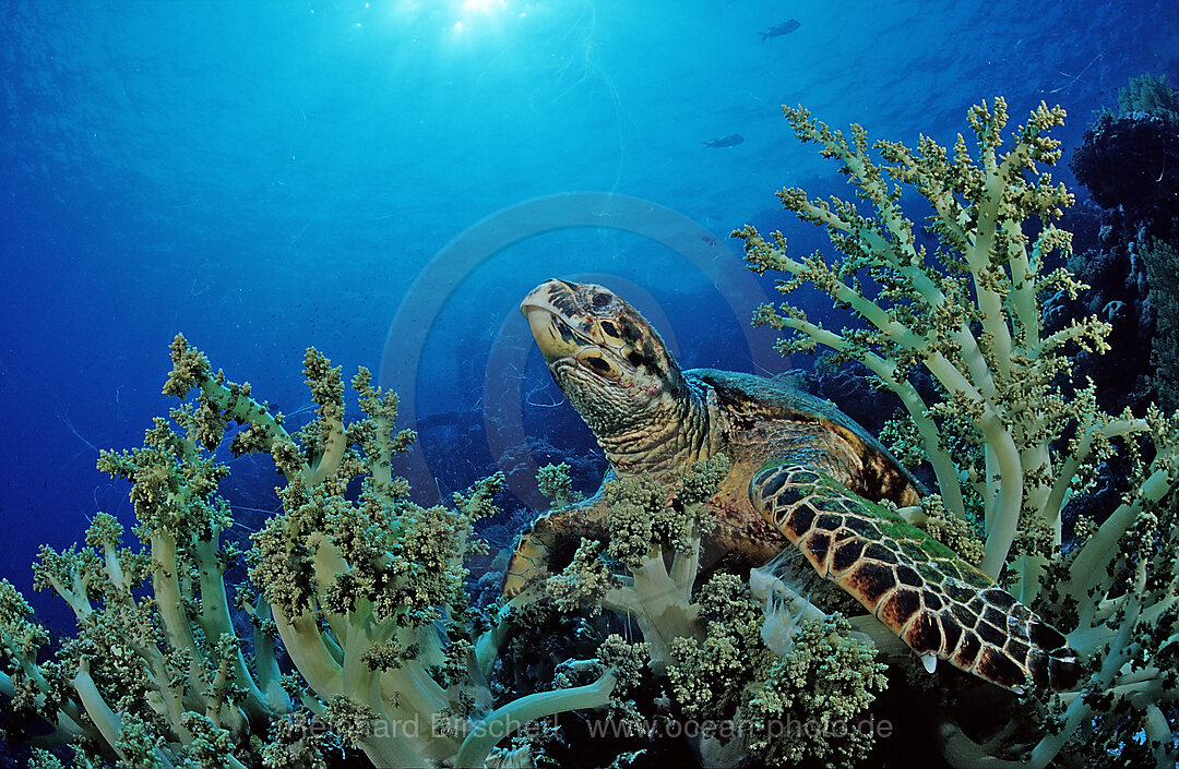 Hawksbill turtle eating soft corals