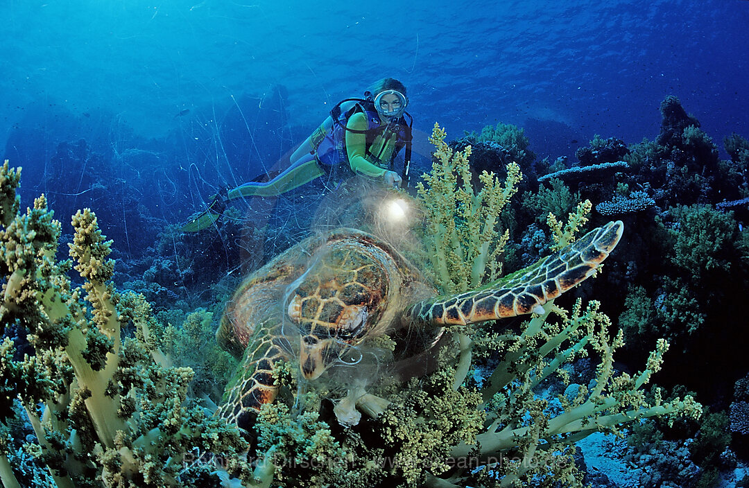 Eating Hawksbill turtle and scuba diver