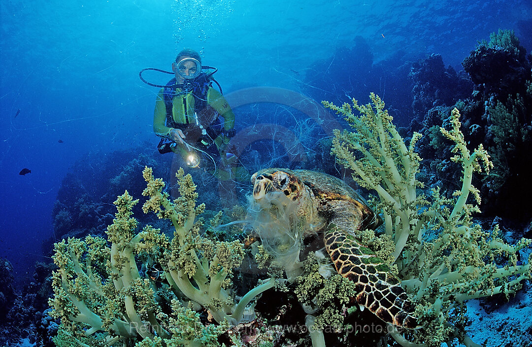Eating Hawksbill turtle and scuba diver