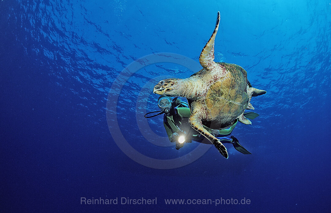 Schwimmende Karettschildkroete und Taucher, Eretmochelys imbricata, Zabargad, Zabarghad, Rotes Meer, gypten, Aegypten