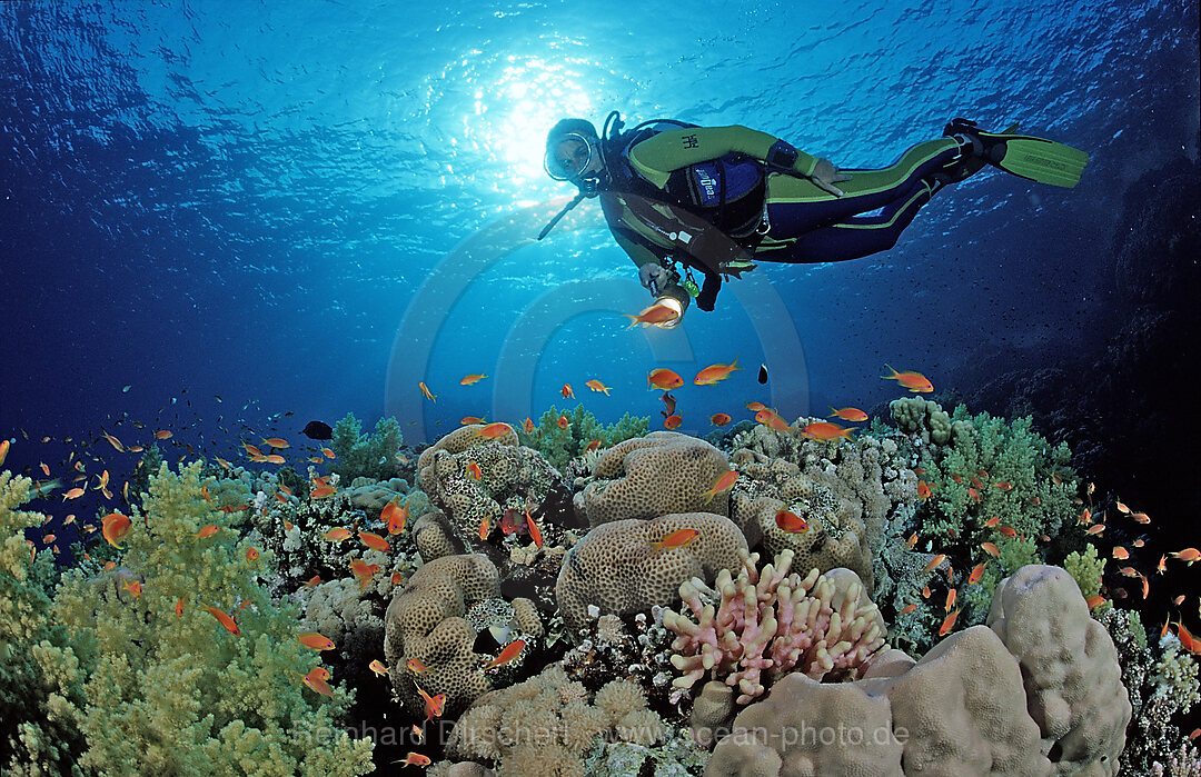 Scuba diver and coral reef