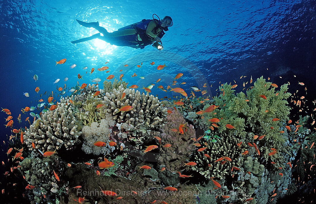 Scuba diver and coral reef