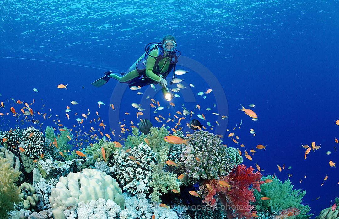 Scuba diver and coral reef
