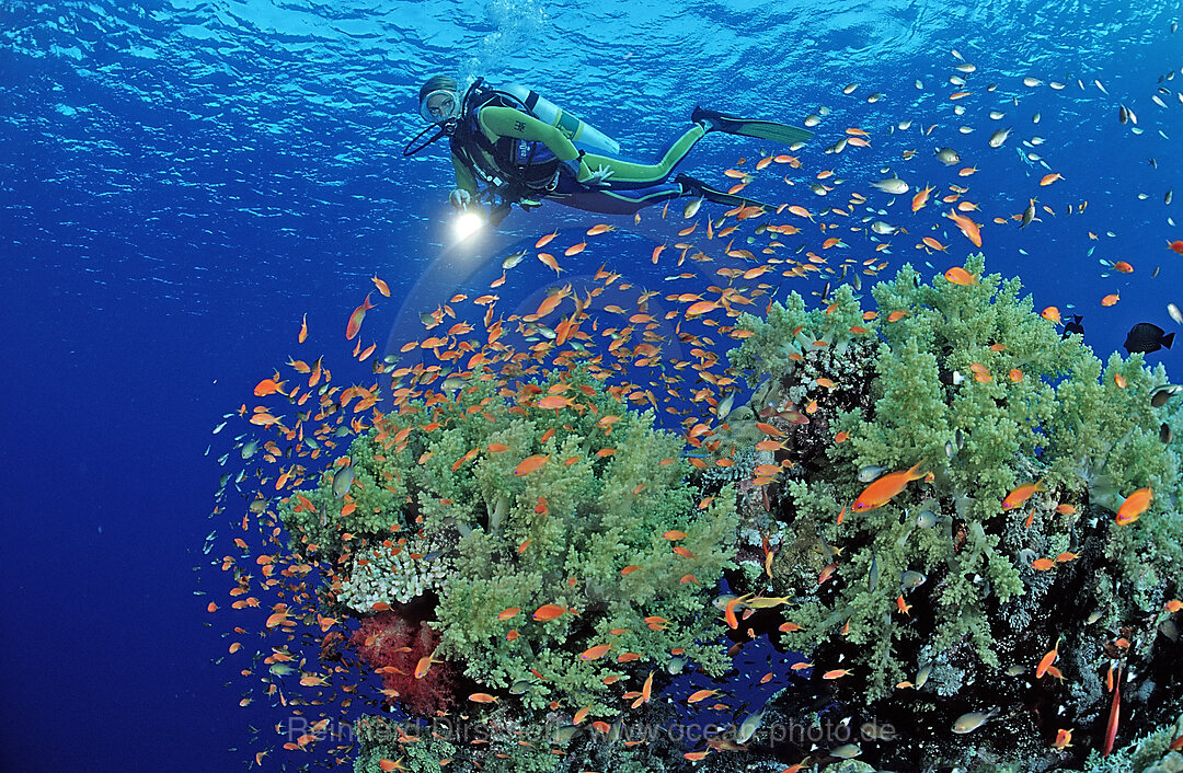 Scuba diver and coral reef
