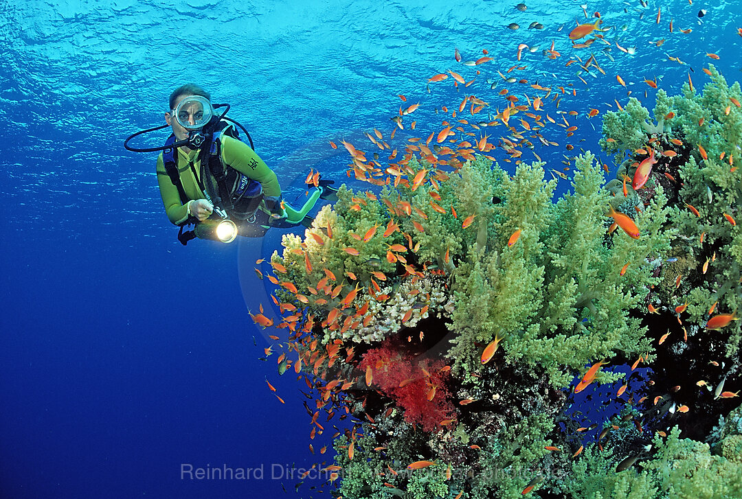 Taucher und Korallenriff, Zabargad, Zabarghad, Rotes Meer, gypten, Aegypten