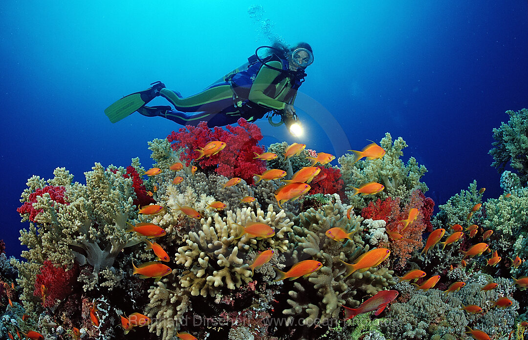 Taucher und Korallenriff, Zabargad, Zabarghad, Rotes Meer, gypten, Aegypten